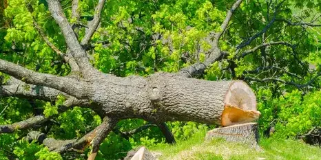 travail sur corde à Essarts-en-Bocage - image 2