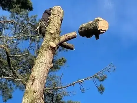 travail sur corde à Essarts-en-Bocage - image 3