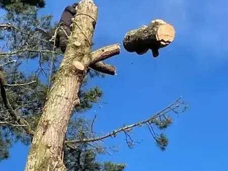 travail sur corde à La Ferrière - image 4