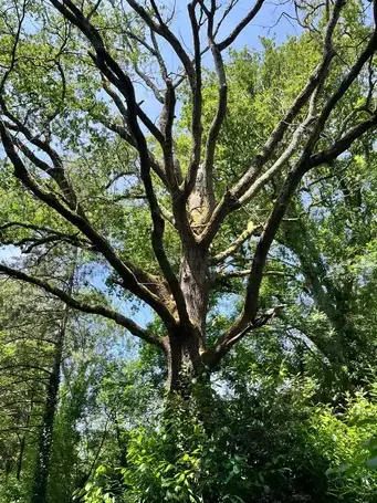 travail sur corde Les Essarts-1