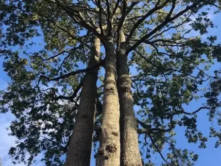 travail sur corde à Les Essarts - image 2