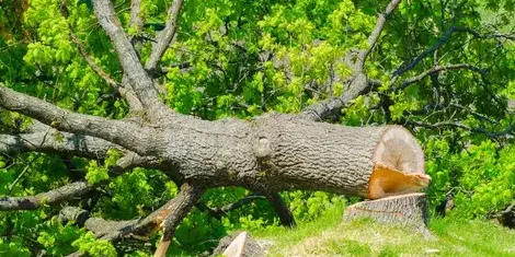 travail sur corde à Les Essarts - image 3