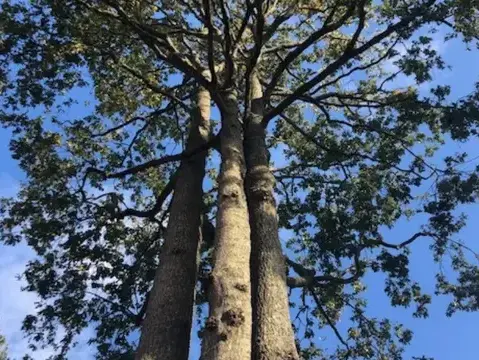 travail sur corde à Montaigu-Vendée - image 2
