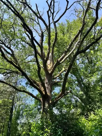 travail sur corde à Montaigu-Vendée - image 4