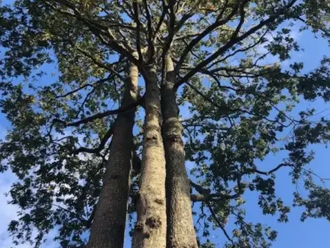 travail sur corde à Saint-Gilles-Croix-de-Vie - image 3