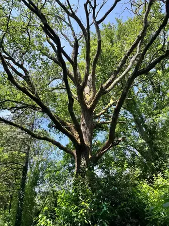 travail sur corde à Saint-Gilles-Croix-de-Vie - image 4